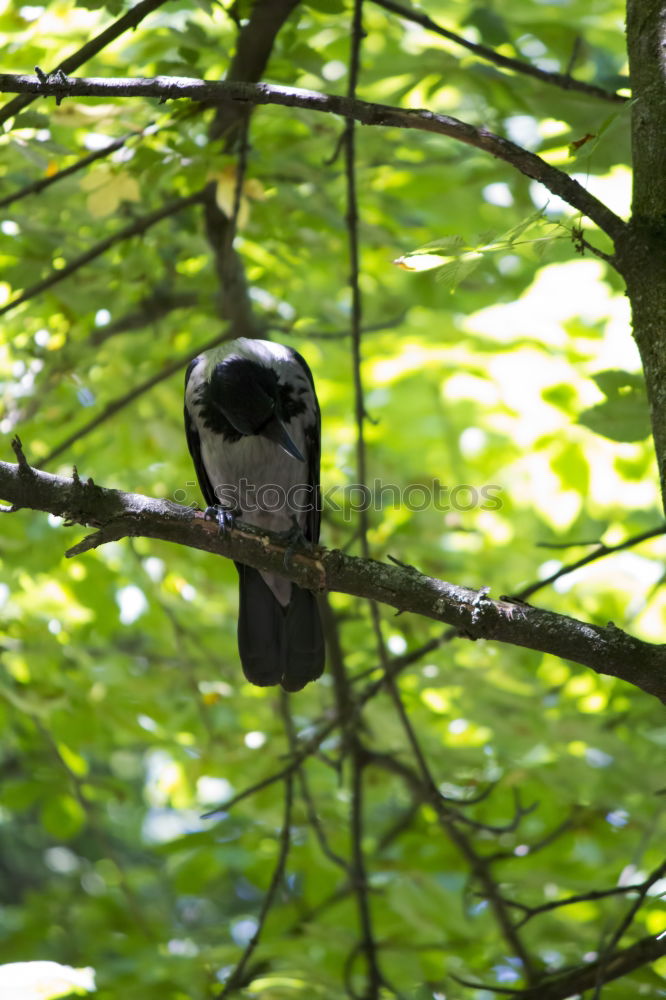 Similar – Image, Stock Photo objective | it all depends on the size!