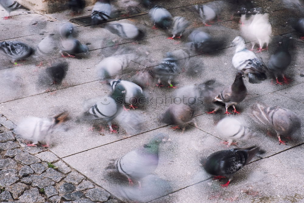 venezia, ti amo Taube