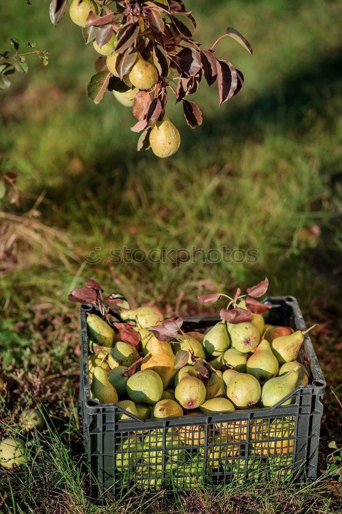 Similar – Image, Stock Photo Fruit basket in the meadow