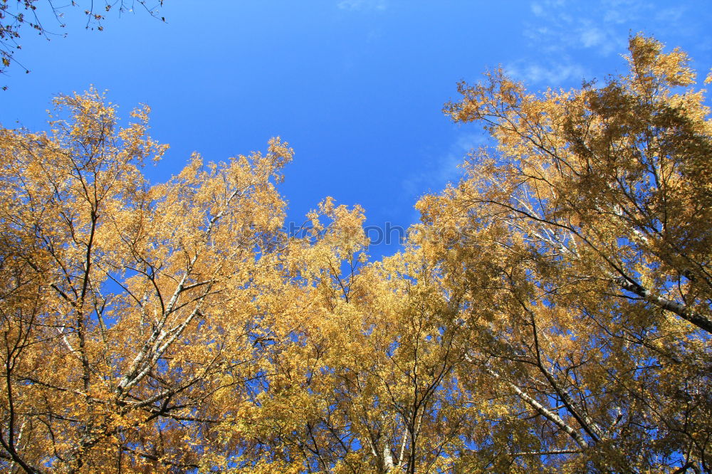 Similar – Trauerweide Farbfoto