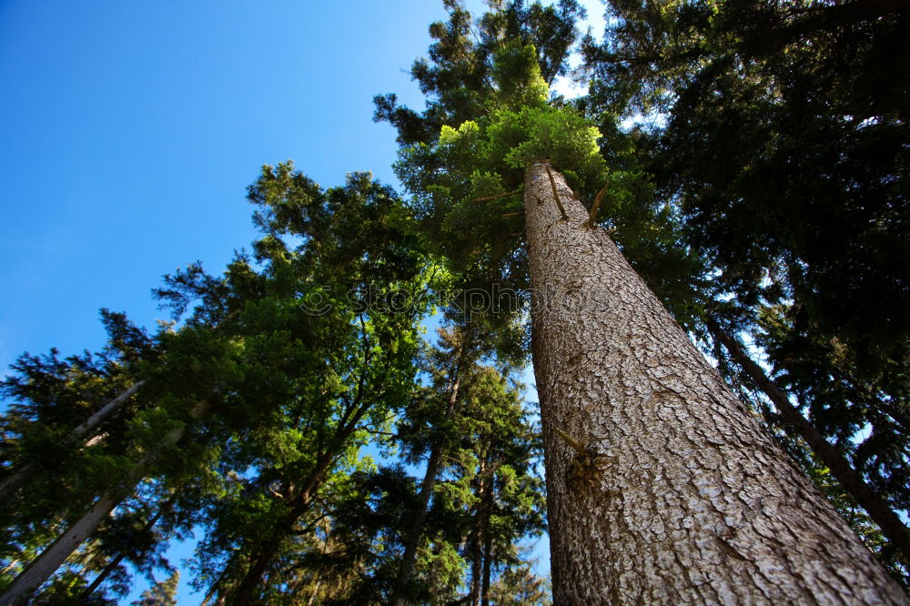 Similar – upward Tree Forest