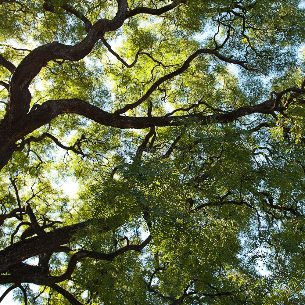 Similar – Foto Bild Der Baum Blatt grün Ferne