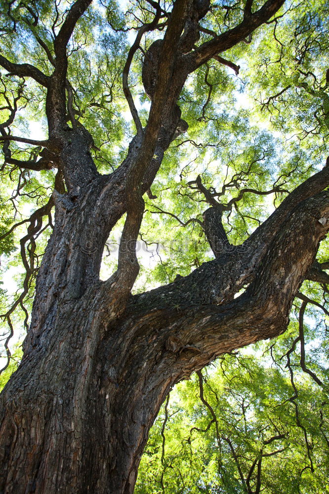 Similar – green stuff Tree Lake Park