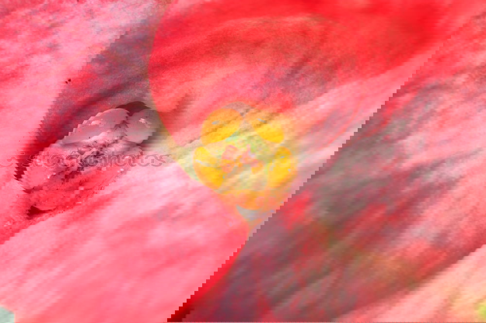 Similar – Foto Bild Red flower Natur