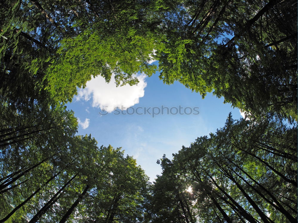 Similar – Image, Stock Photo Fir Trees Forest