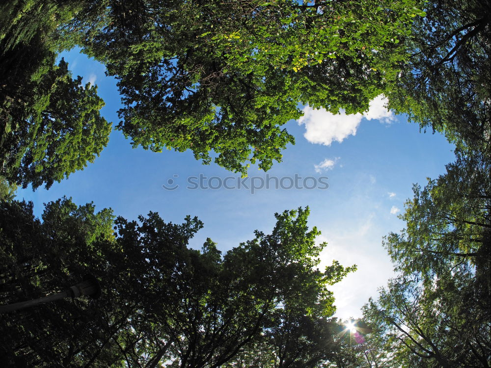 Similar – Street through lightful forrest