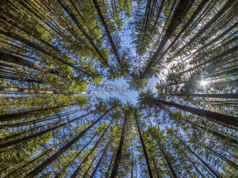 Similar – Looking up. Tree tops in the Redwood National and State Park, California