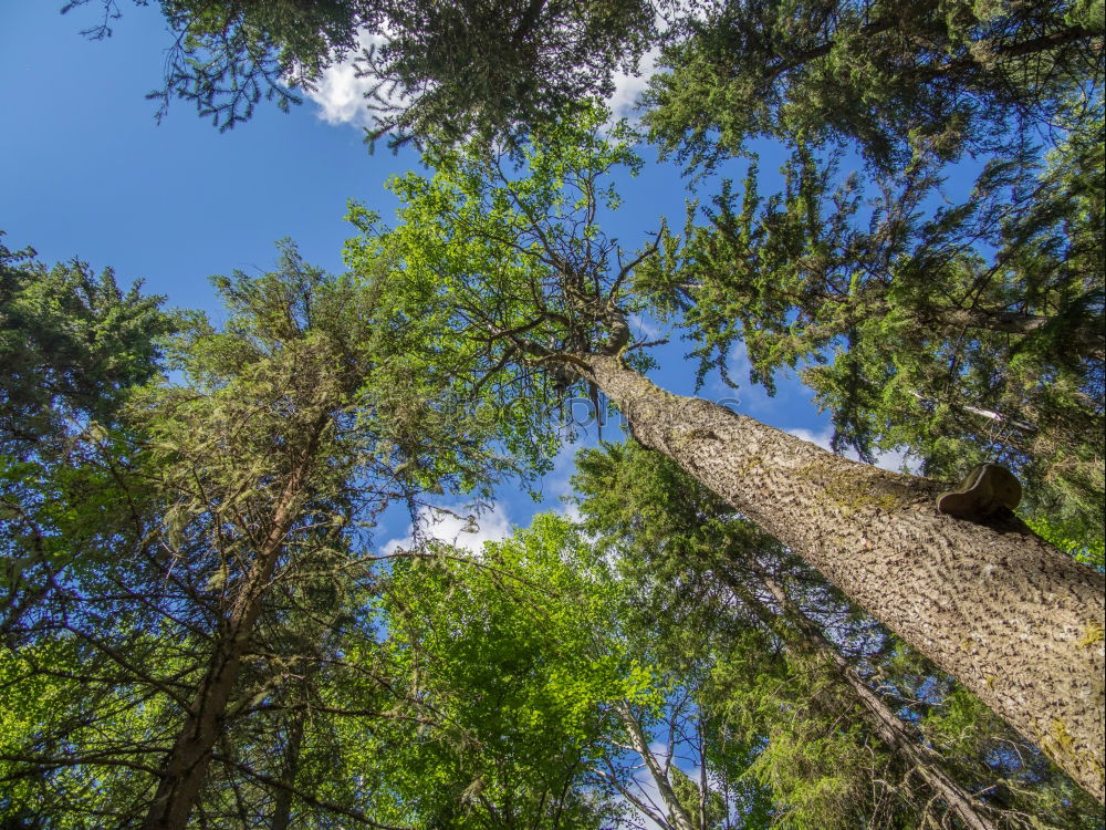 Similar – Jobneid Wald Holz Aussicht