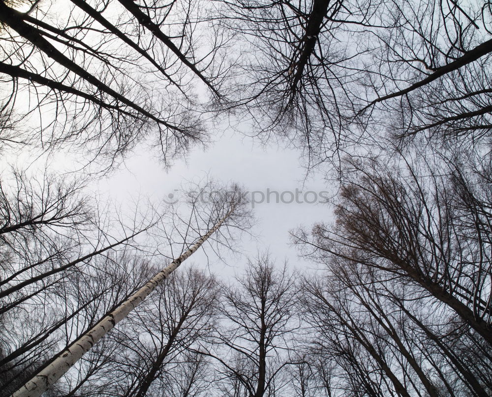 Similar – Image, Stock Photo November forest.