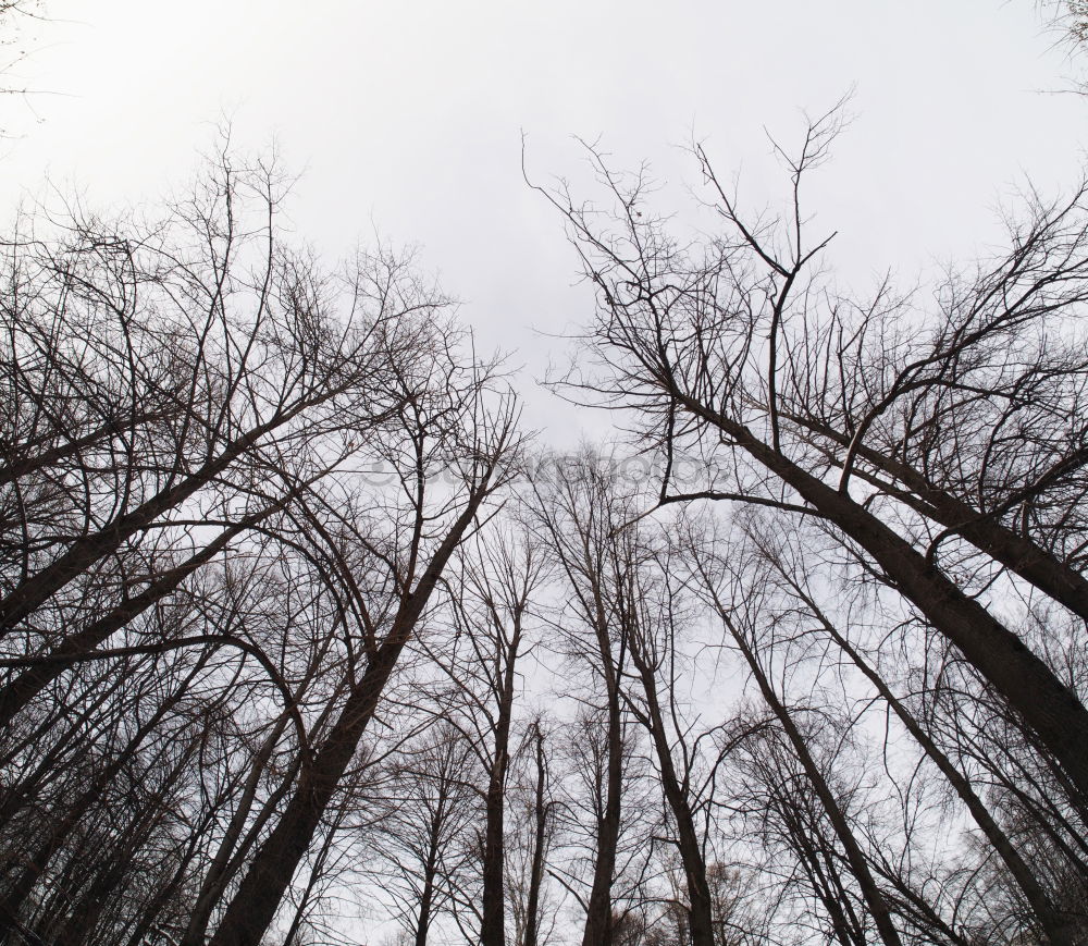 Similar – Image, Stock Photo November forest.