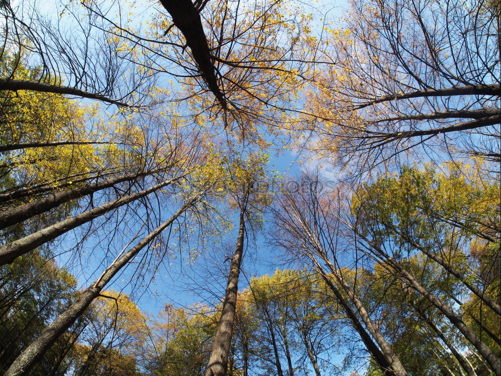 Similar – Image, Stock Photo Autumn in Graz