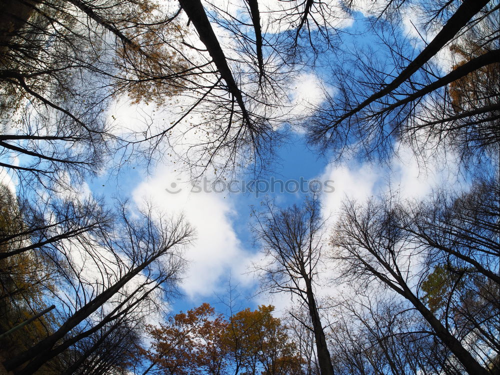 Similar – skyscrapers Forest Tree