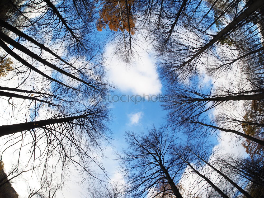 Similar – Image, Stock Photo May makes everything new…look into high tree tops