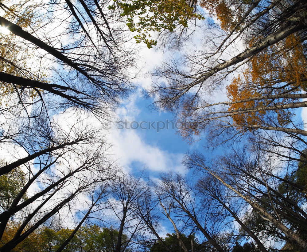 Similar – Image, Stock Photo May makes everything new…look into high tree tops