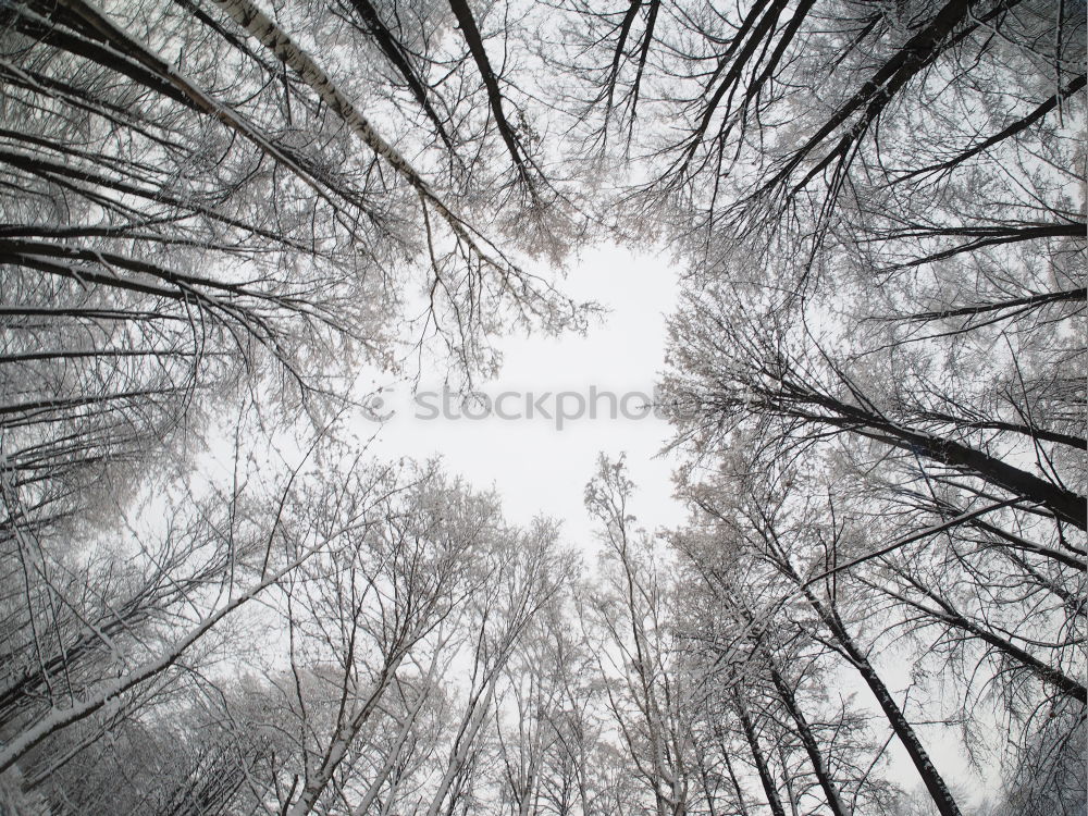 Similar – Image, Stock Photo winter atmosphere