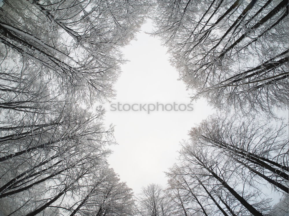 Similar – Image, Stock Photo Giants in the forest