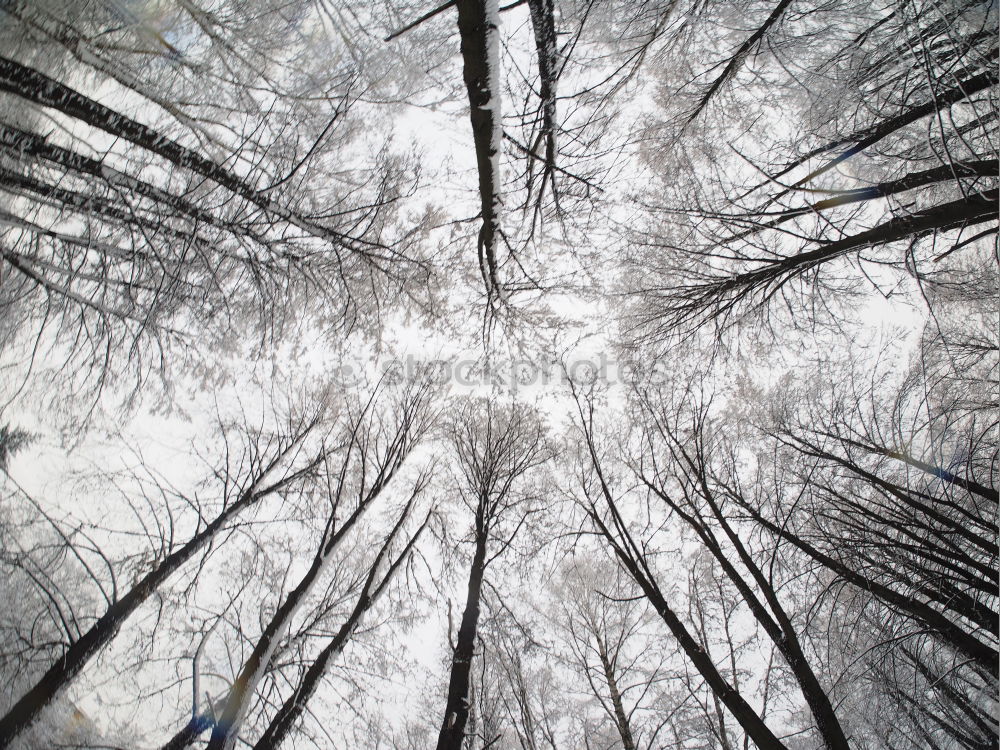 Similar – Image, Stock Photo Inverted forest world