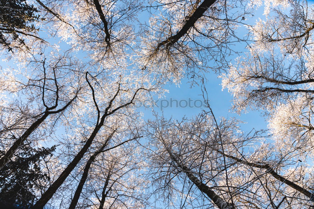 Similar – Frostkronen Winter Baum