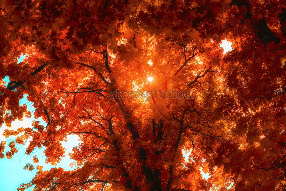 Similar – Image, Stock Photo Forest fire Agriculture