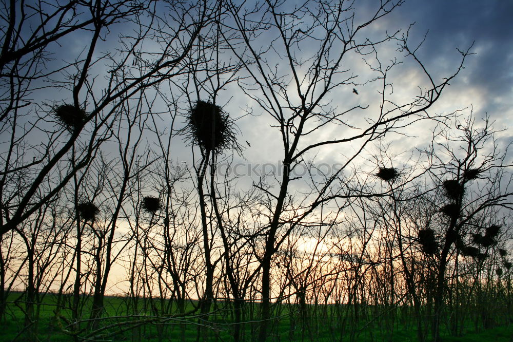 Similar – Zapfenstreich Zweig Winter