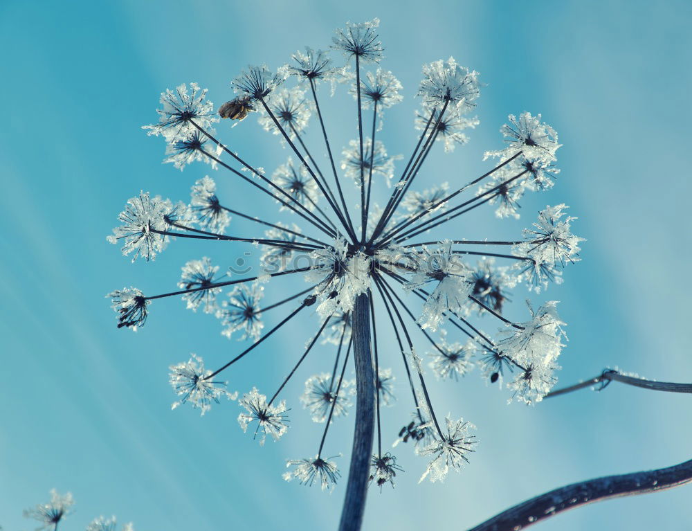 Similar – Image, Stock Photo Dandelion Design Life