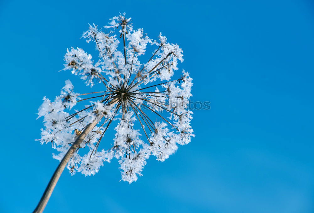 Similar – Image, Stock Photo a little spring. Gardening