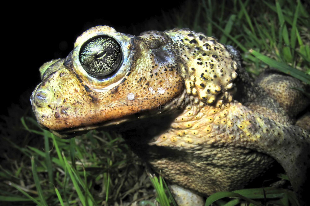 Similar – Cubalaub frog, Osteopilus, septentrionalis,