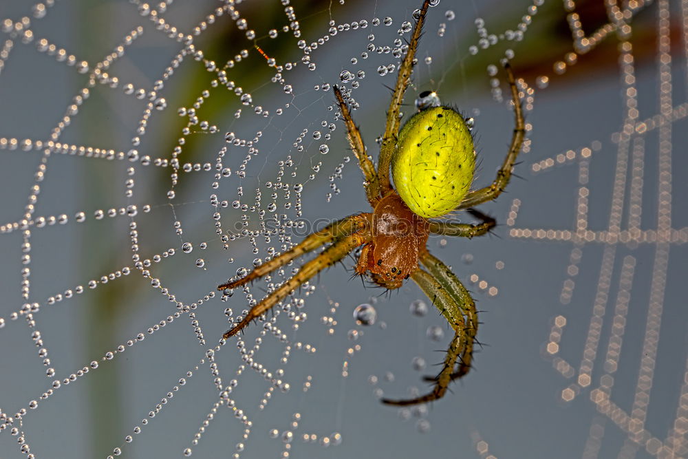 Similar – In the web of the spider