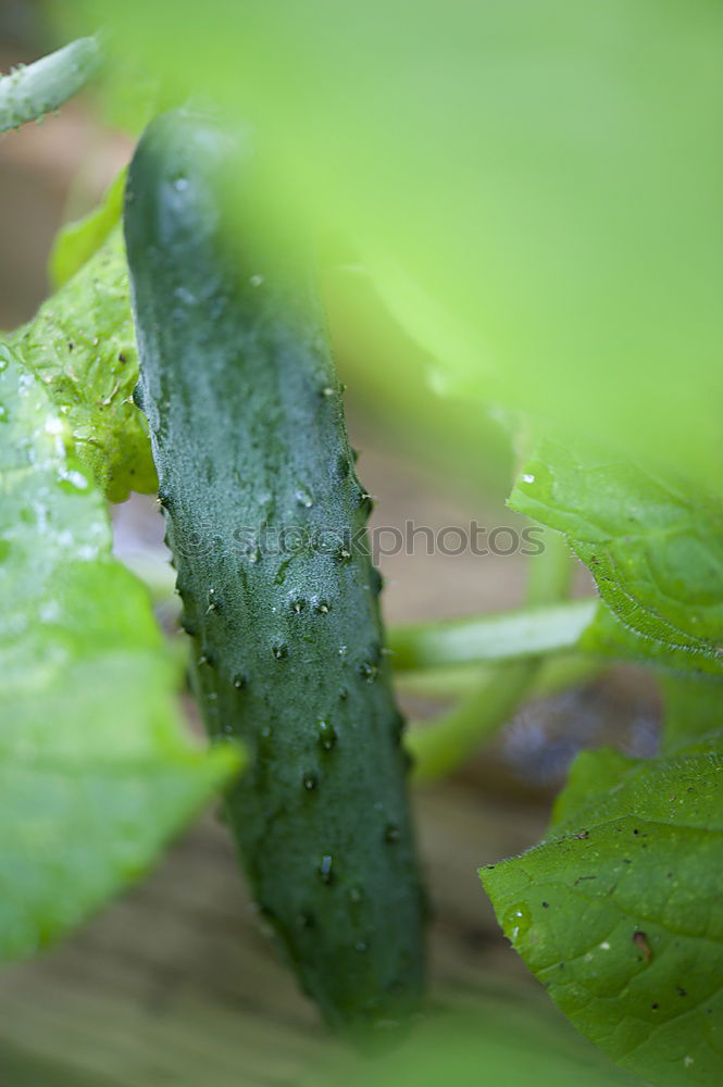 Similar – morning dew Leaf Rope