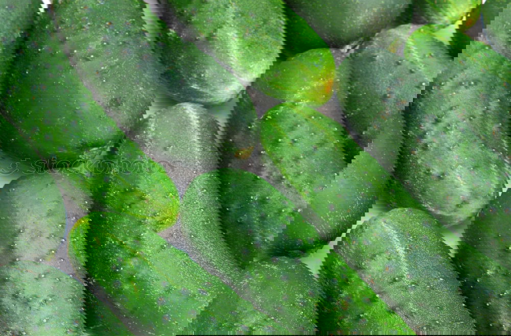 Similar – Image, Stock Photo Freshly harvested