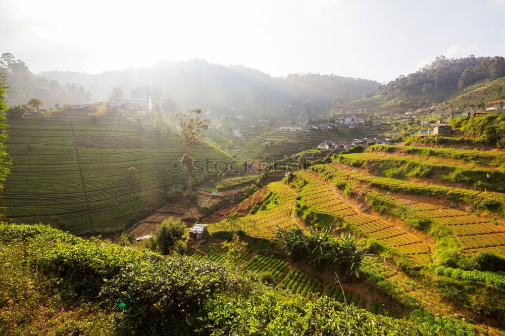Similar – Image, Stock Photo tea for the weekend