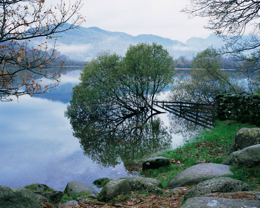 Similar – black tree Tree Lake