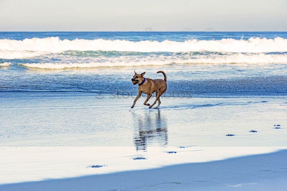 Similar – Dogs running near waving sea