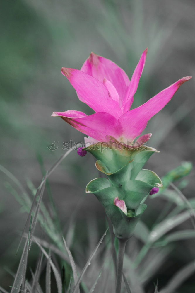 Similar – Image, Stock Photo rosy Plant Rose Blossom