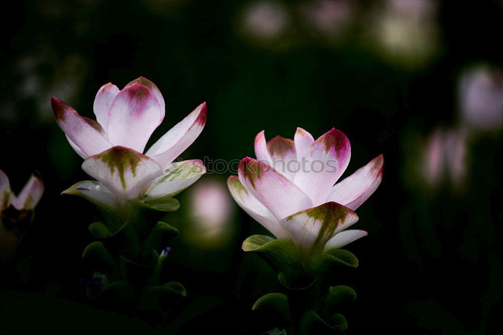 Similar – Ornamental garlic buds, allium, bud,