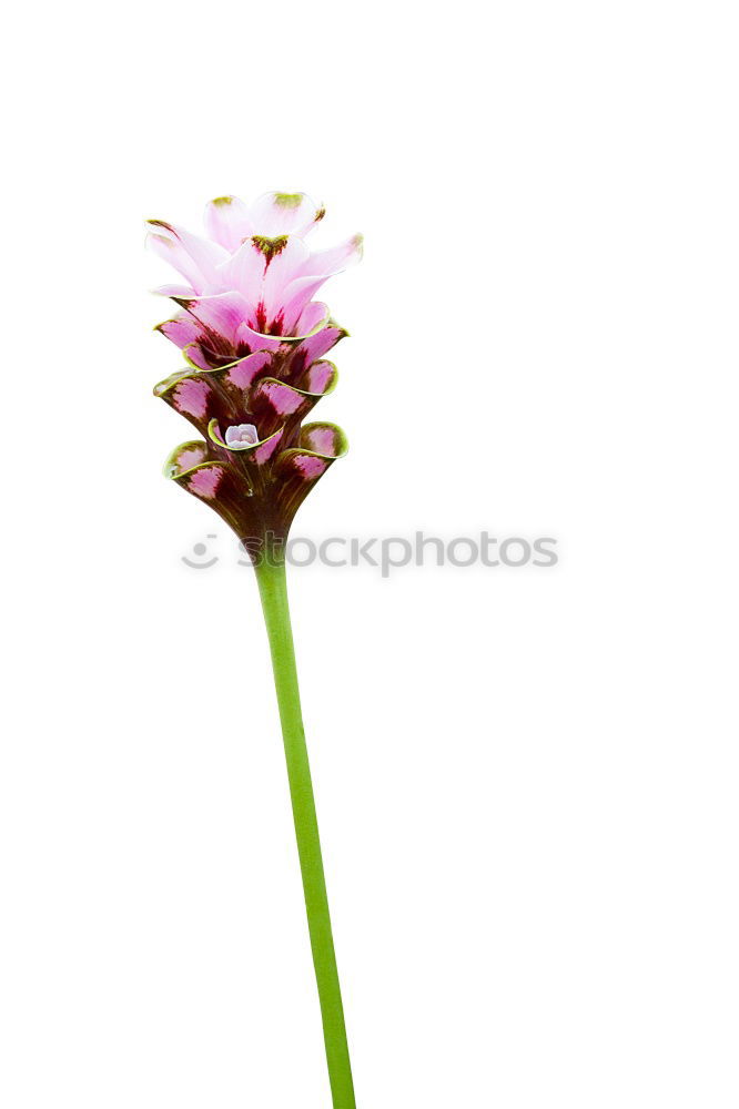 Similar – Allium isolated on white background