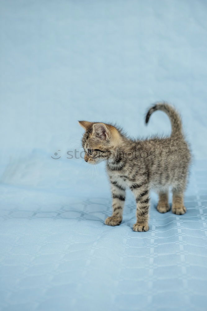 young cat looks curiously into a pool