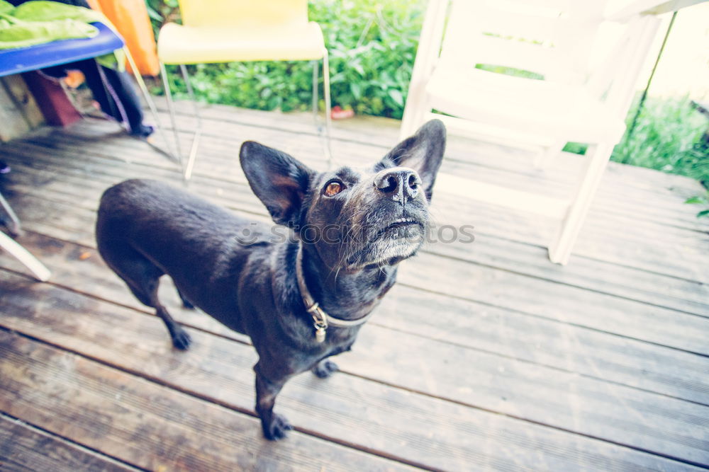 Boston Terrier Portrait