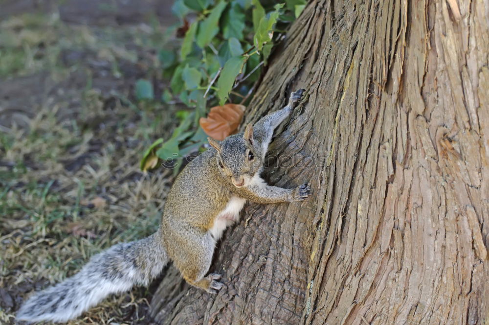 Similar – Eating squirrel in the meadow