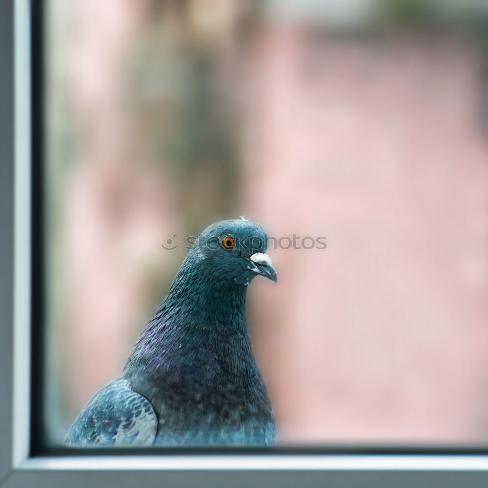 Similar – Image, Stock Photo A bird sits on a roof and looks. Flutebird, known for its attacks on humans. It has the ability to imitate voices. Queensland / Australia