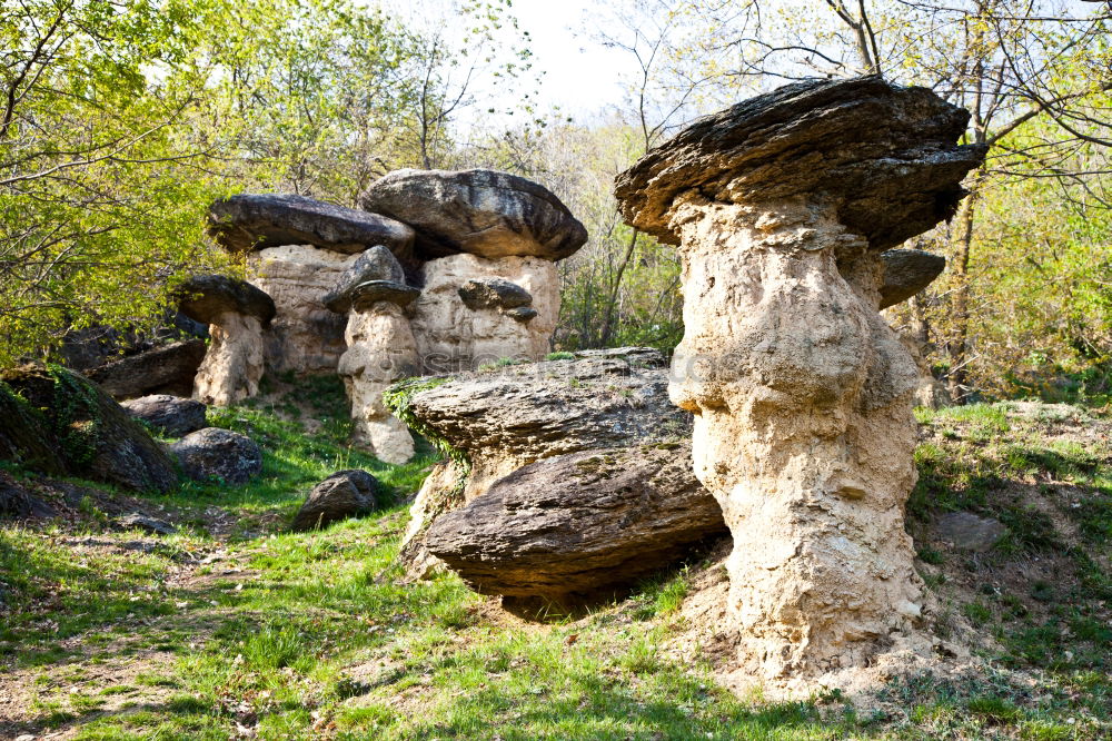 Similar – Foto Bild Spiegel im Wald Umwelt