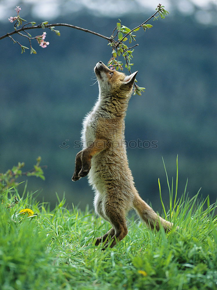 Similar – Foto Bild Gestatten, Hörnchen. Tier