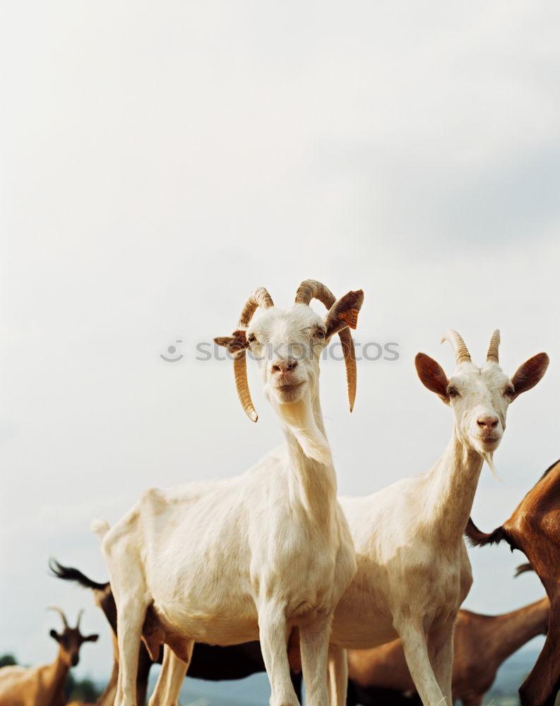 Similar – Girgentana goat, pet breed