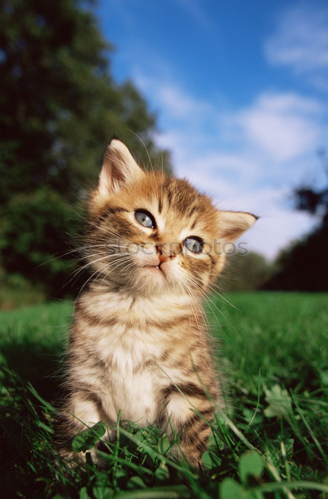 Similar – Image, Stock Photo bottom gymnast Cat Animal