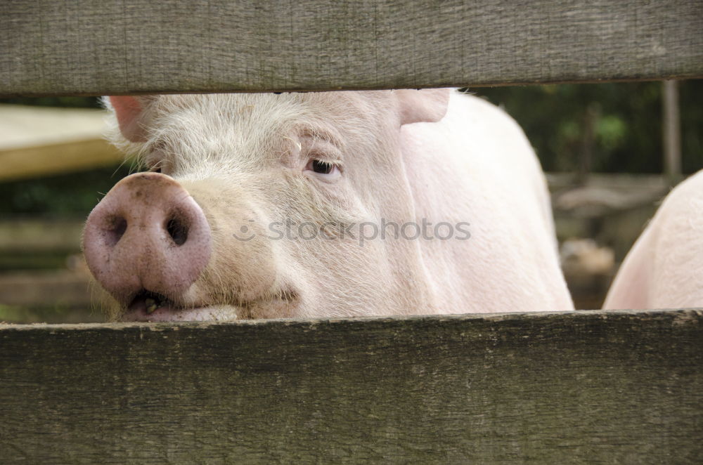 Similar – Image, Stock Photo The goat fat… Buck