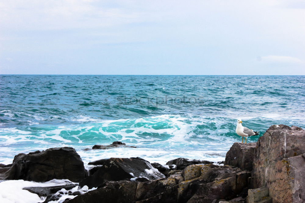 Similar – cornish cliffs Environment