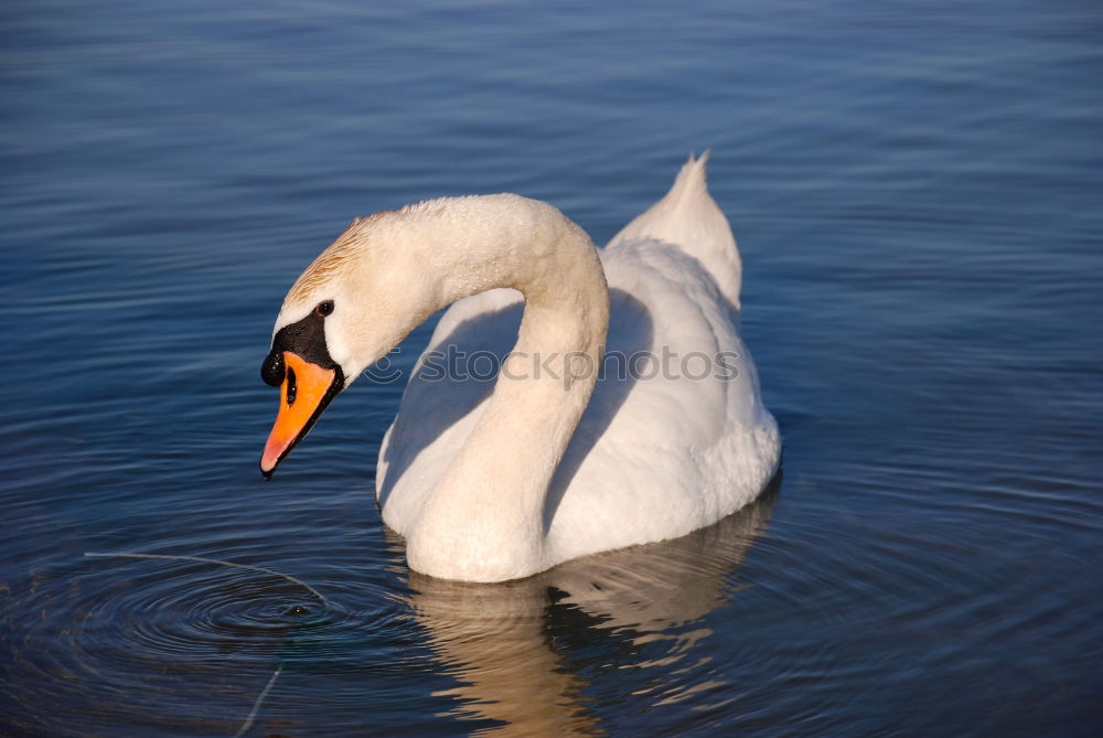 Similar – Schwanimsee Vogel Feder