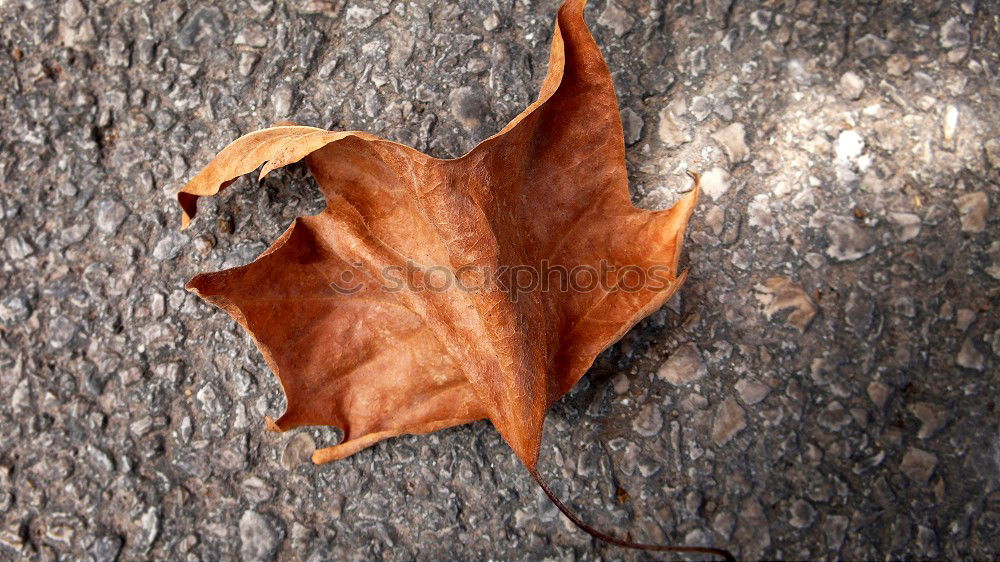 Similar – Image, Stock Photo leaf Nature Plant Autumn