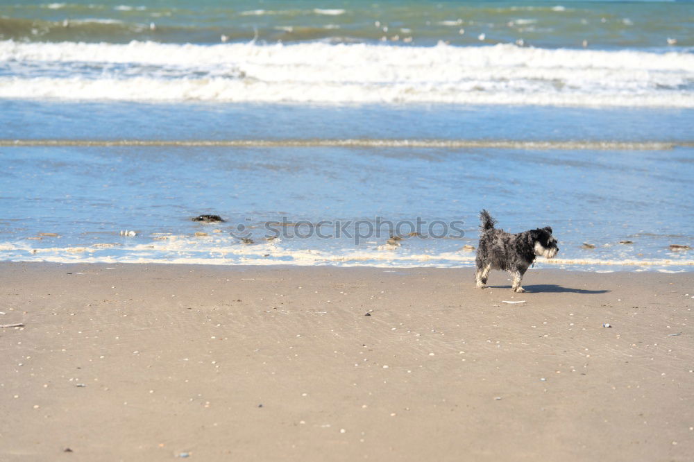 Similar – Foto Bild Strandwart Hund Dackel