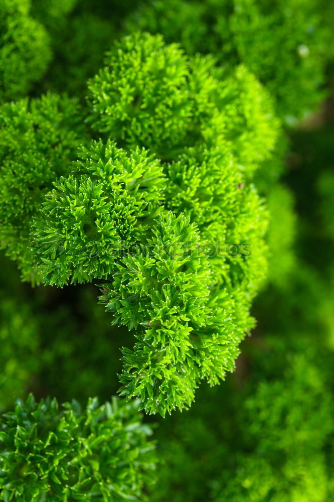 Similar – Foto Bild moos Baum grün Baumrinde